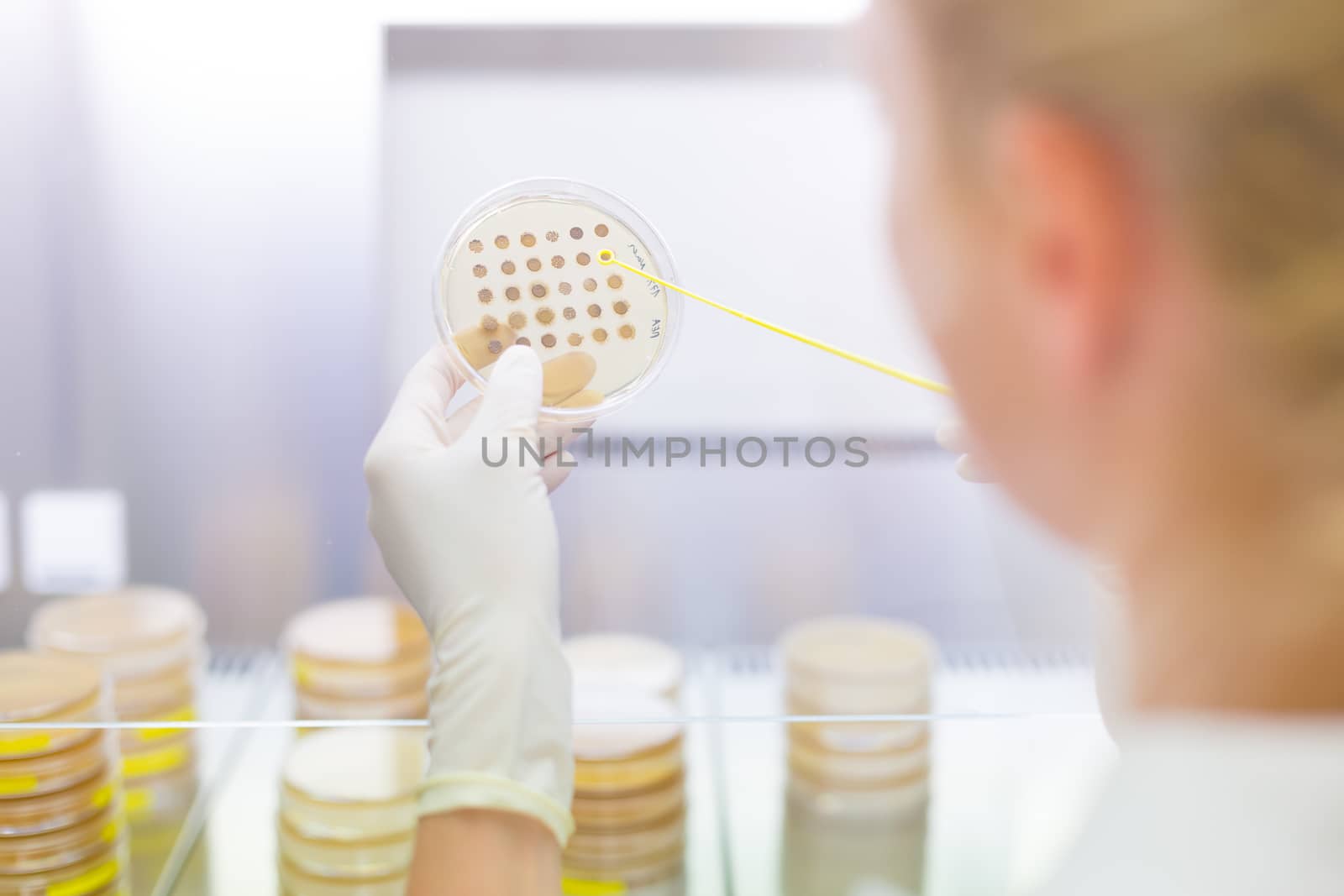 Female life science professional observing cell culture samples on LB agar medium in petri dish.  Scientist grafting bacteria in microbiological analytical laboratory .  