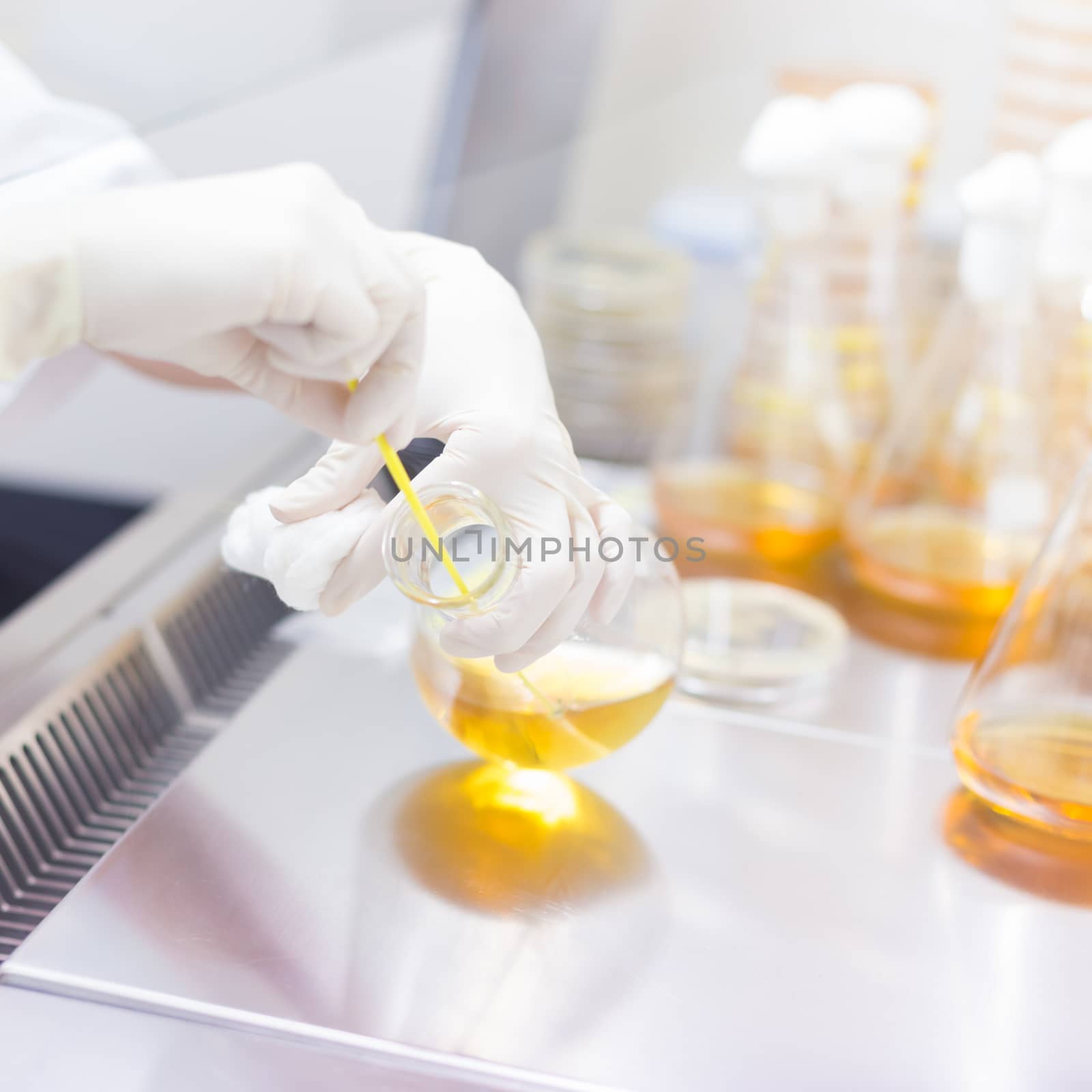 Female scientist researching in laboratory, pipetting cell culture samples on LB agar medium in laminar flow. Life science professional grafting bacteria in the petri dishes. 