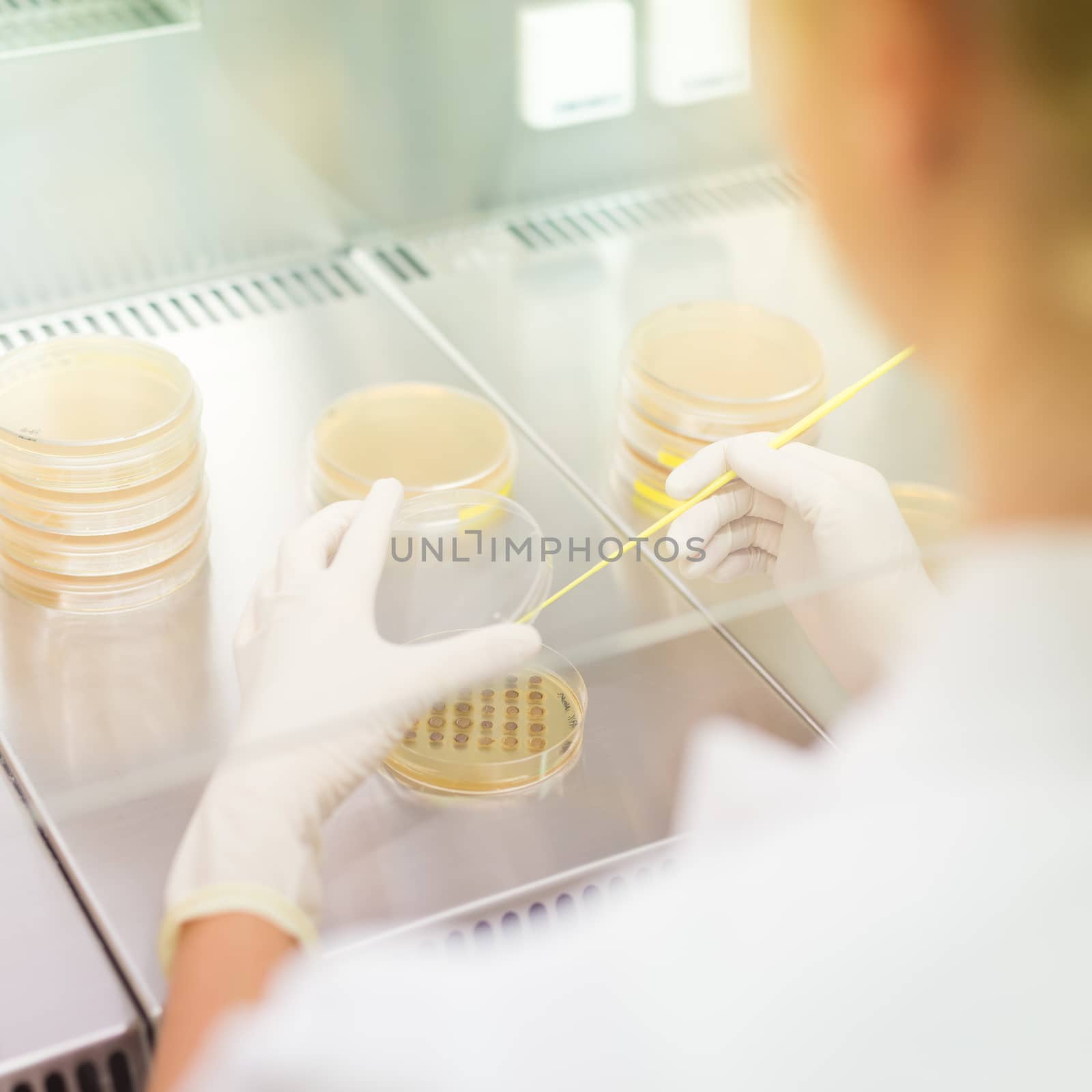 Female scientist researching in laboratory, pipetting cell culture samples on LB agar medium in laminar flow. Life science professional grafting bacteria in the petri dishes. 