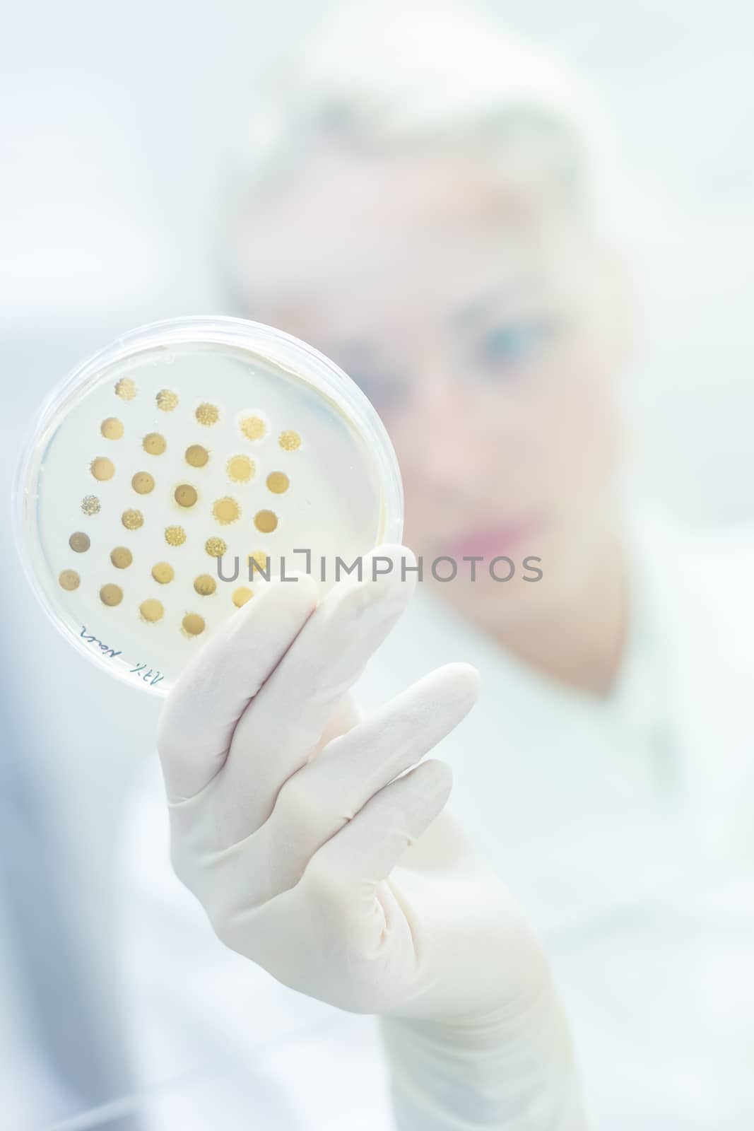 Life science professional observing cell culture samples on LB agar medium in petri dish.  Scientist grafting bacteria in microbiological analytical laboratory.  Focus on agar plate trough glass.