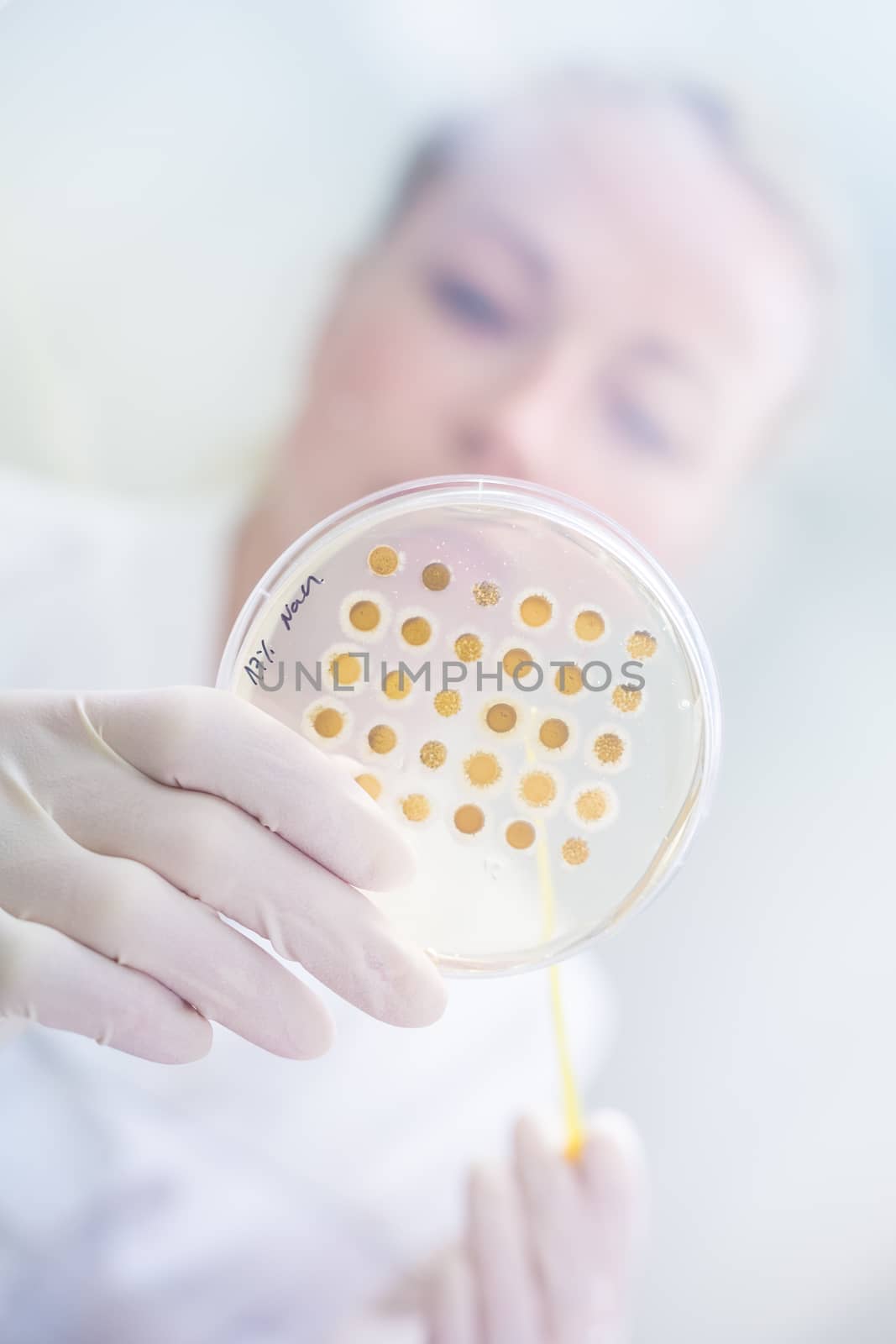 Life science professional observing cell culture samples on LB agar medium in petri dish.  Scientist grafting bacteria in microbiological analytical laboratory.  Focus on agar plate trough glass.