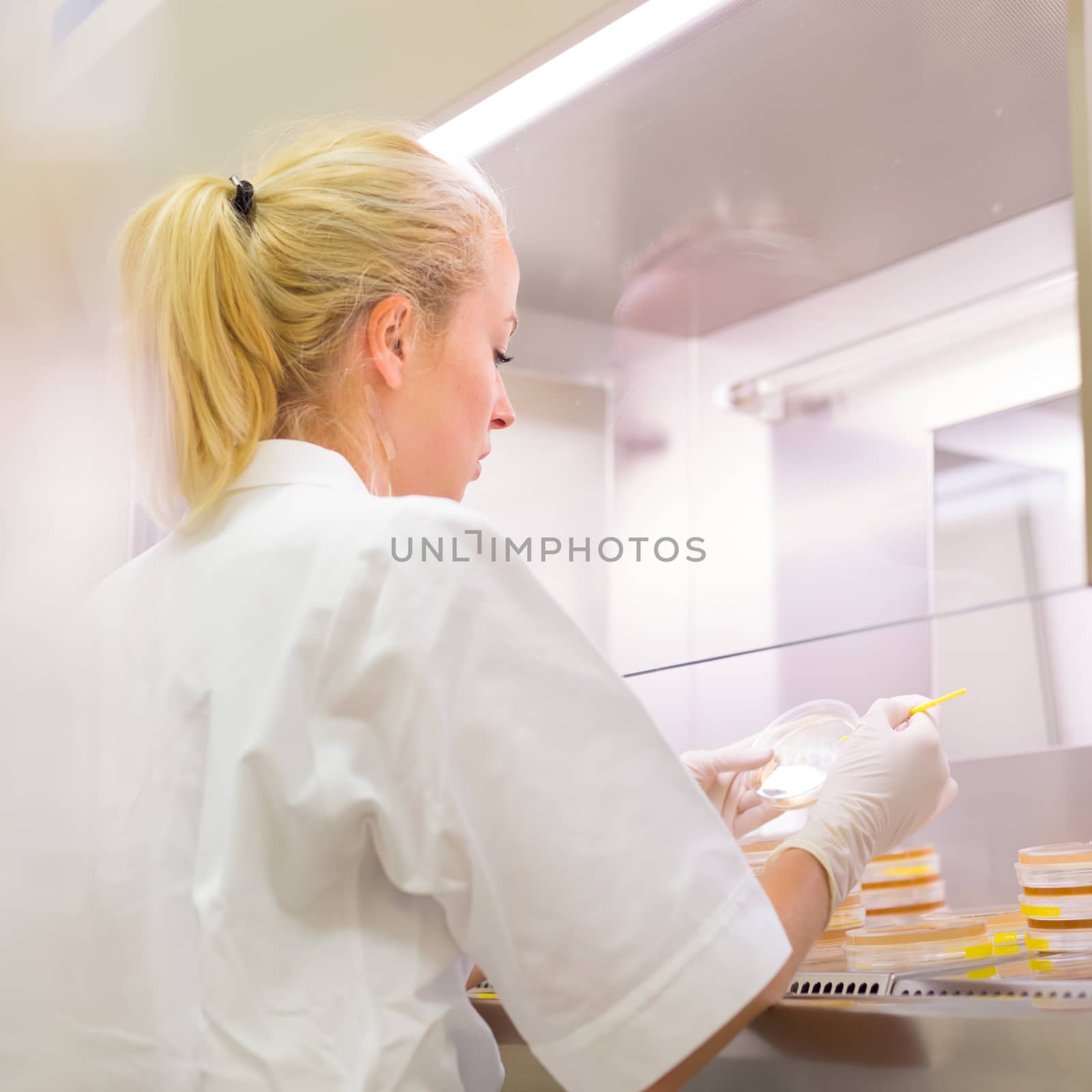 Female scientist researching in laboratory, pipetting cell culture samples on LB agar medium in laminar flow. Life science professional grafting bacteria in the petri dishes. 