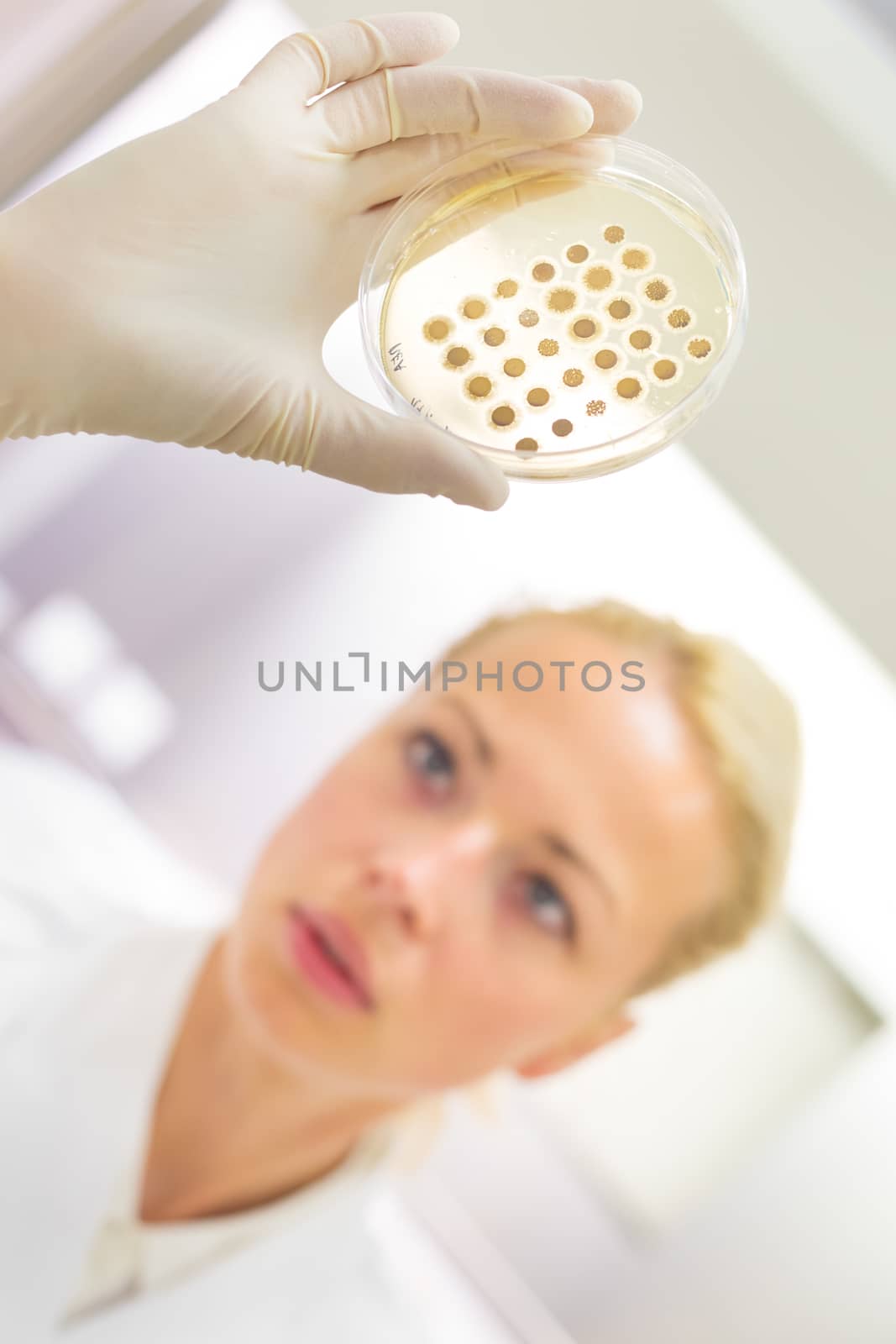 Female life science professional observing cell culture samples on LB agar medium in petri dish.  Scientist grafting bacteria in microbiological analytical laboratory .  Focus on scientist's eye.