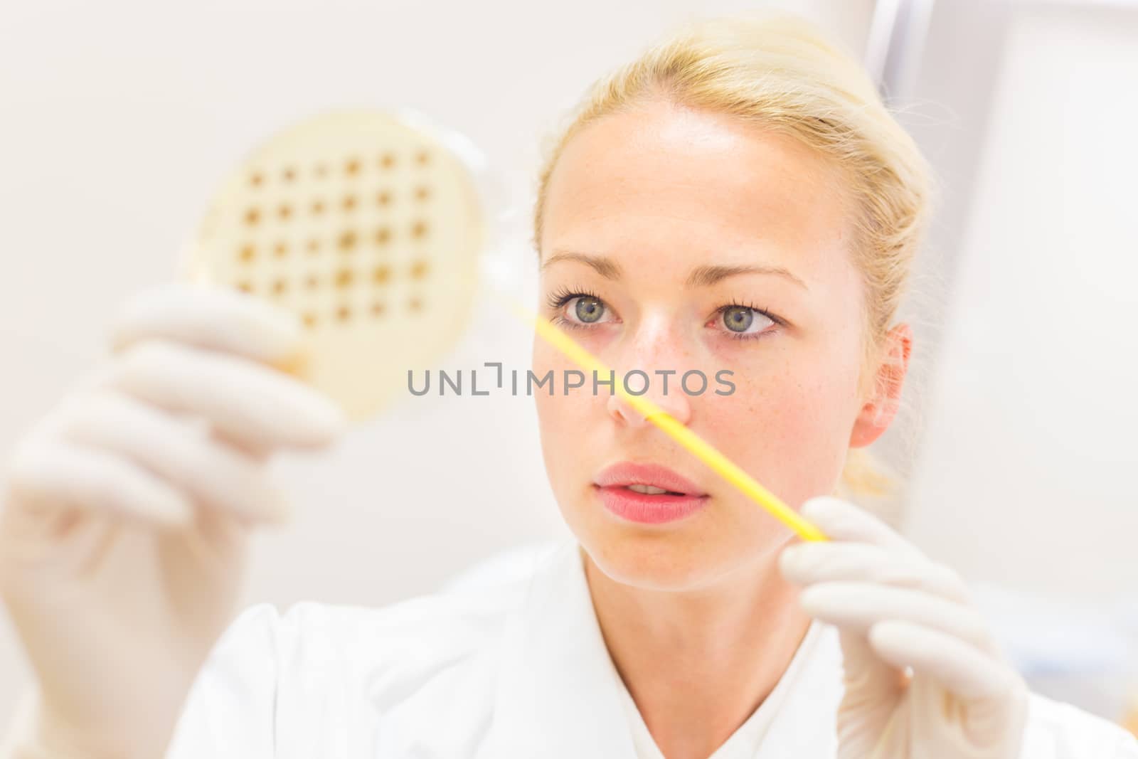 Female life science professional observing cell culture samples on LB agar medium in petri dish.  Scientist grafting bacteria in microbiological analytical laboratory .  Focus on scientist's eye.