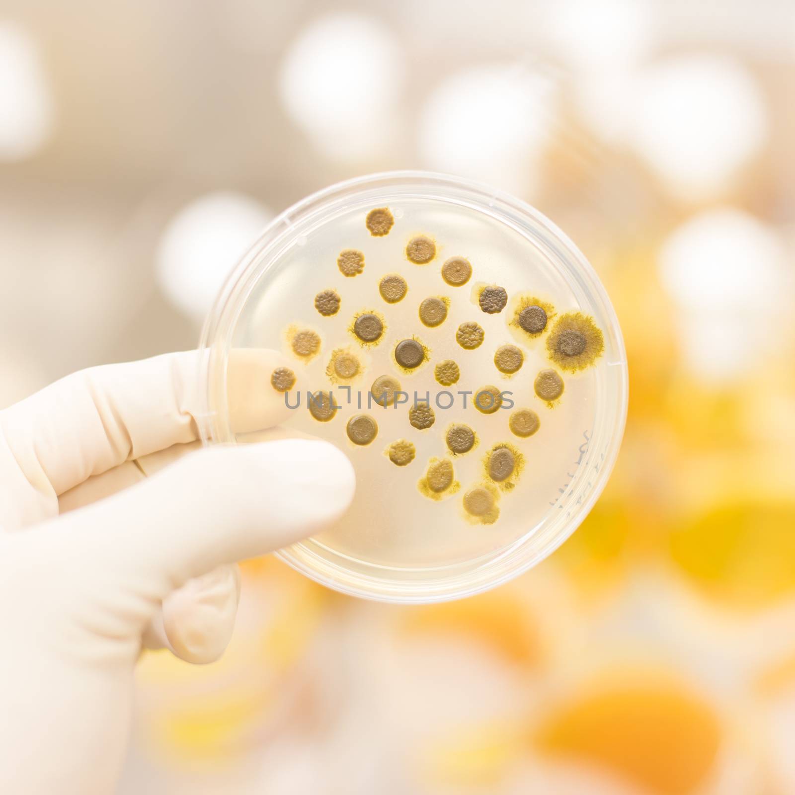 Close up of cell culture samples on LB agar medium in petri dish.  Agar plates are used by biologists to culture cells, mold, fungi, bacteria or small moss plants.