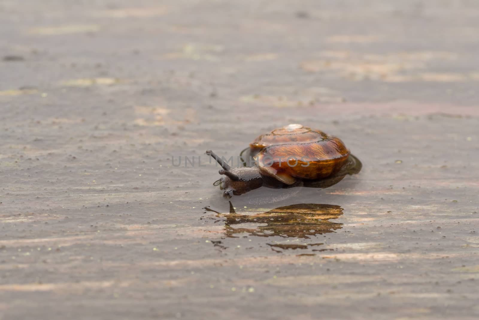 Brown snail with reflection in water by frankhoekzema