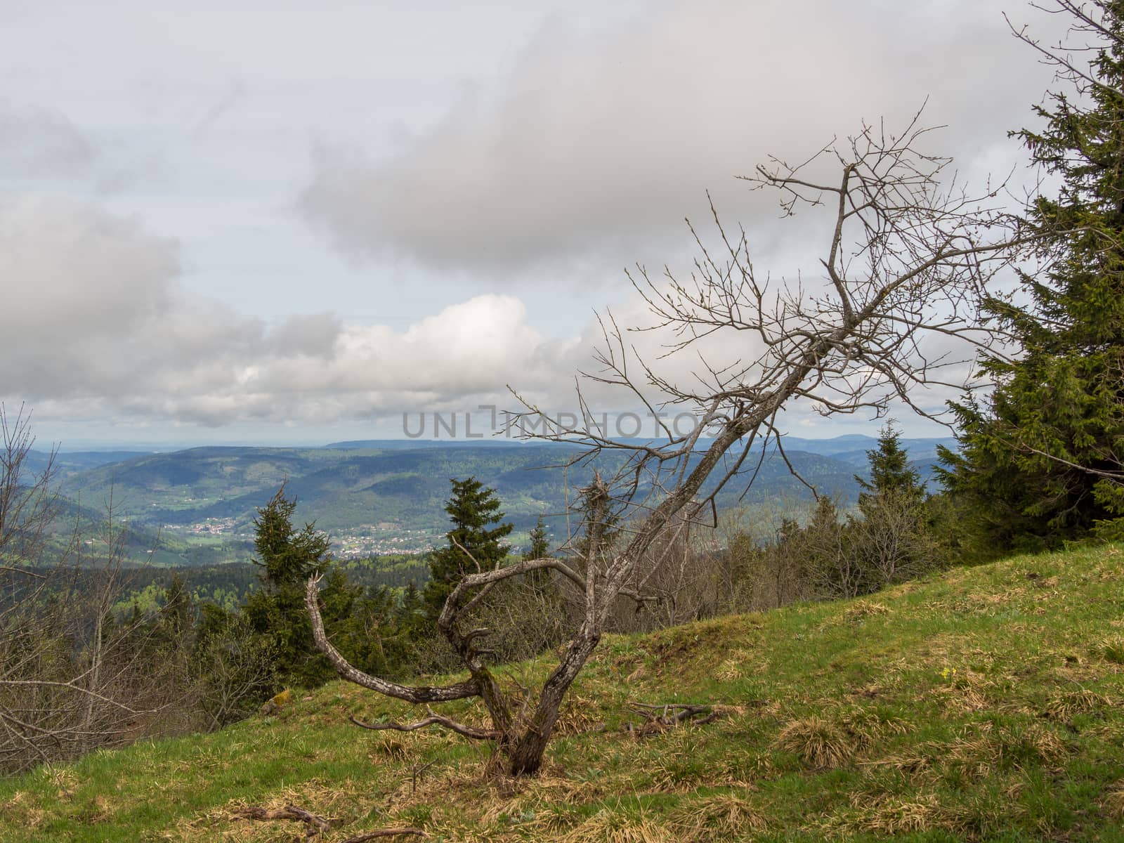 A lone dead tree atop the Vosges hills in France