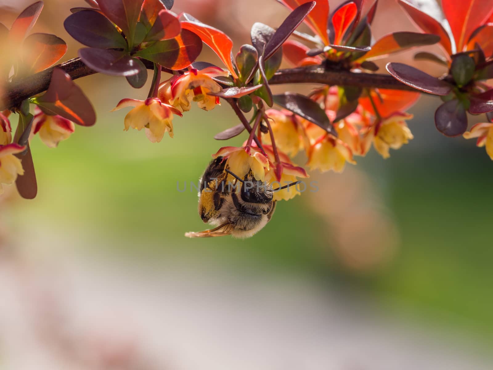 Bee hangs from red leaves by frankhoekzema