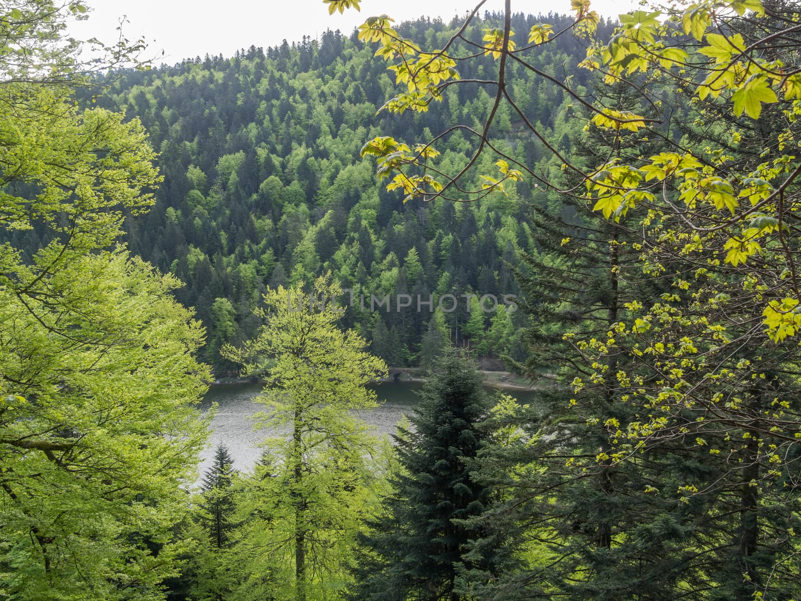 Looking through a pine forest at a lake in France