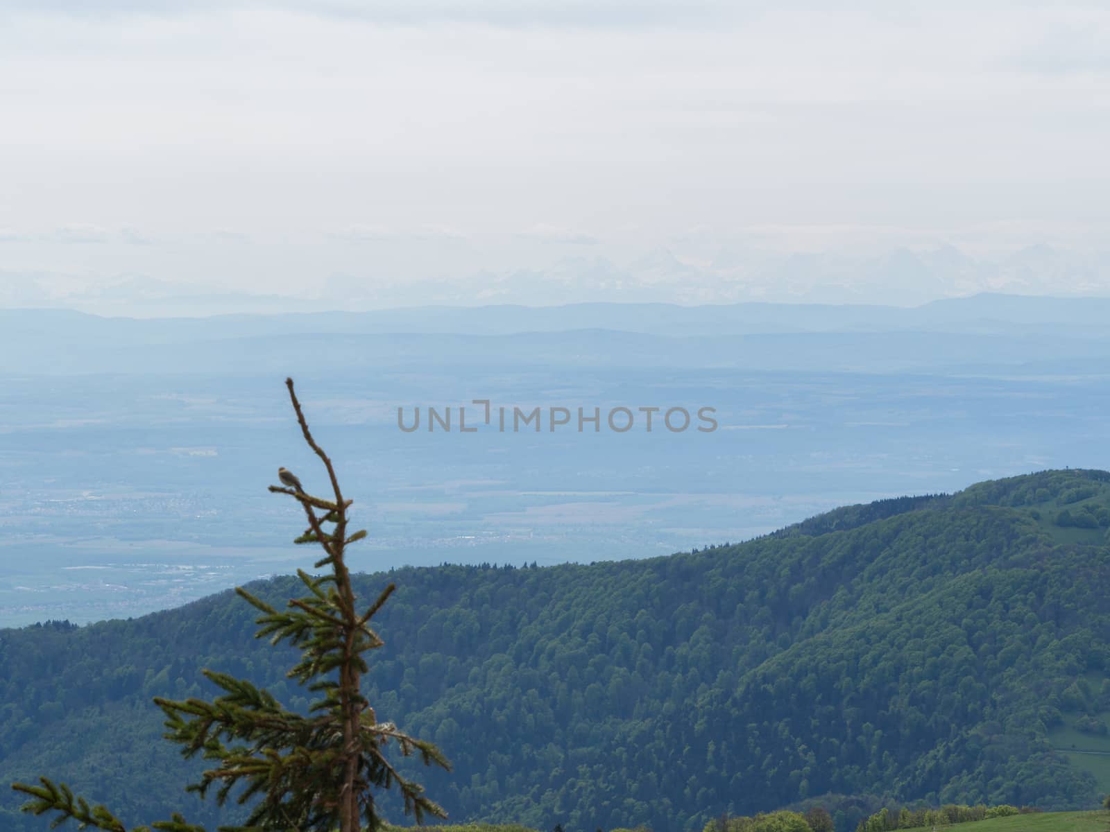 Overlooking the Vosges hills with the French Alps in the distance