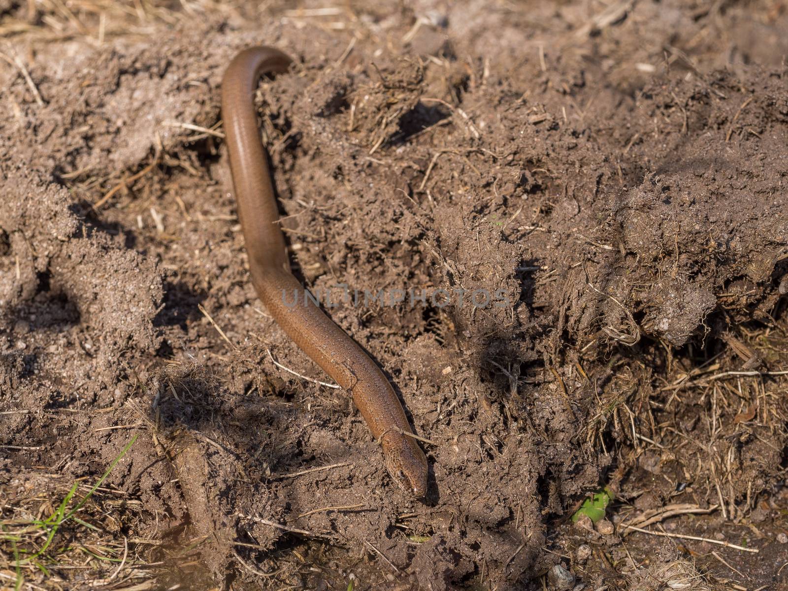 Common slowworm camouflaged on brown muddy soil