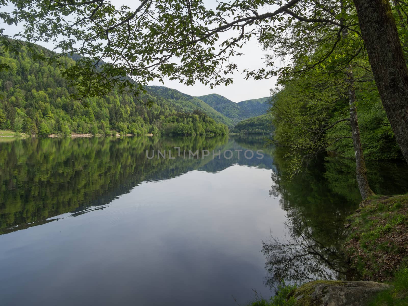 Early morning calm on lac du Kruth-Wildenstein looking over the lake through lush green vegetation