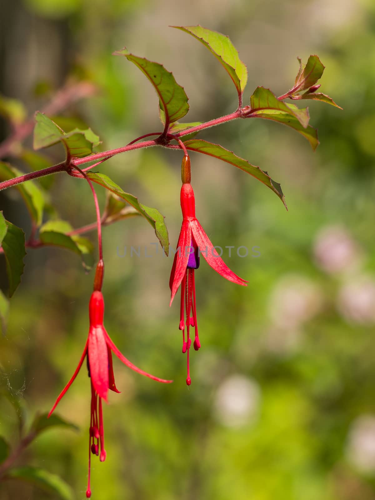 Two red and purple flowers of fuchsia stamens hanging in sunlight