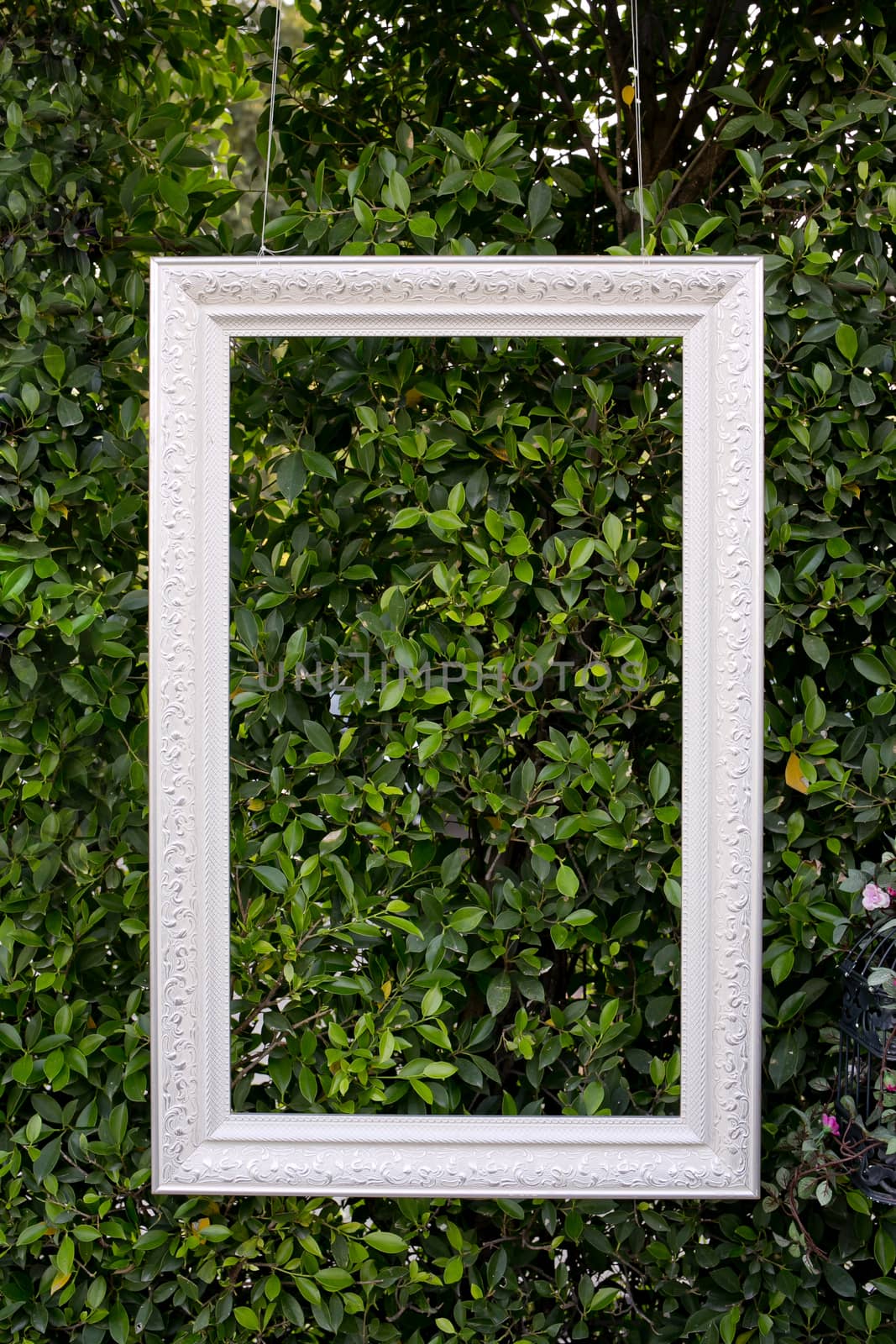 white color hanging photo frame isolated on green leaves