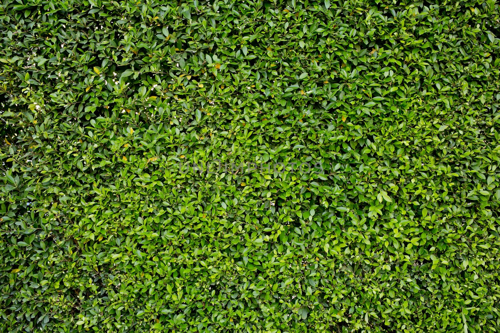 Green grass background texture.