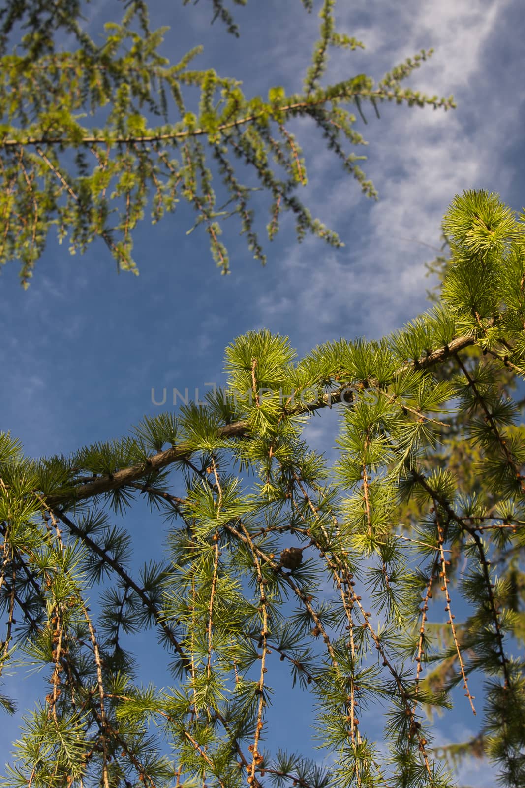 pine tree branches against sunny sky