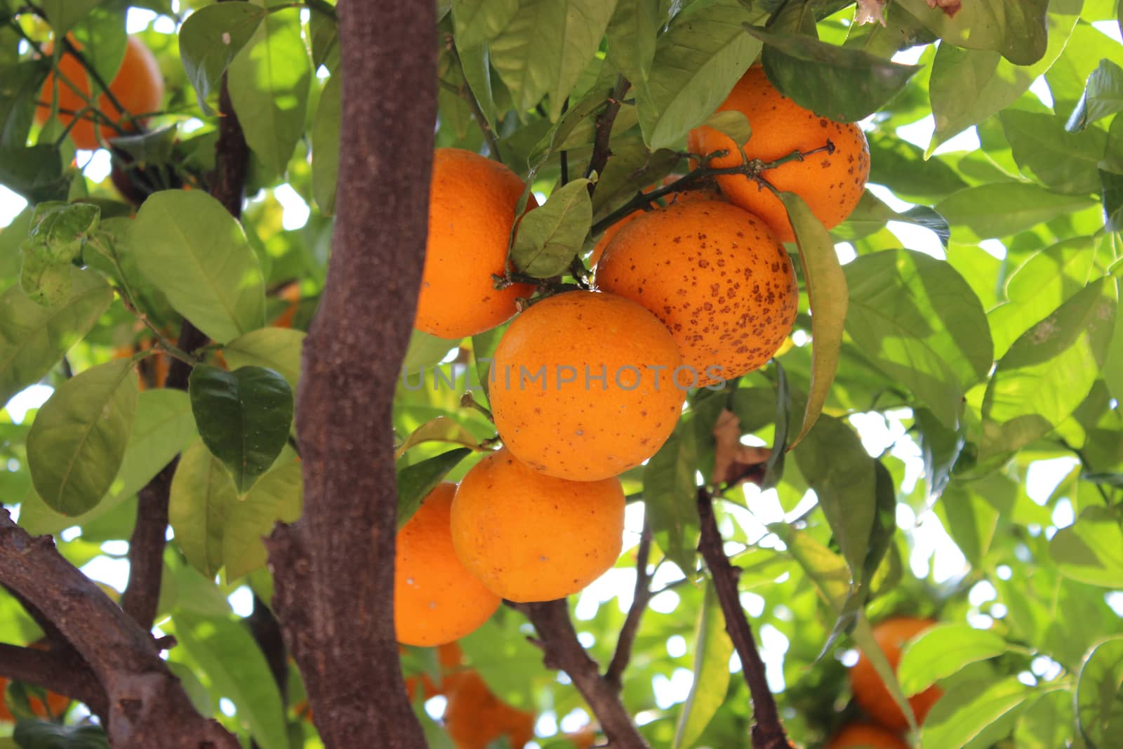 Close up of orange trees in Menton, France
