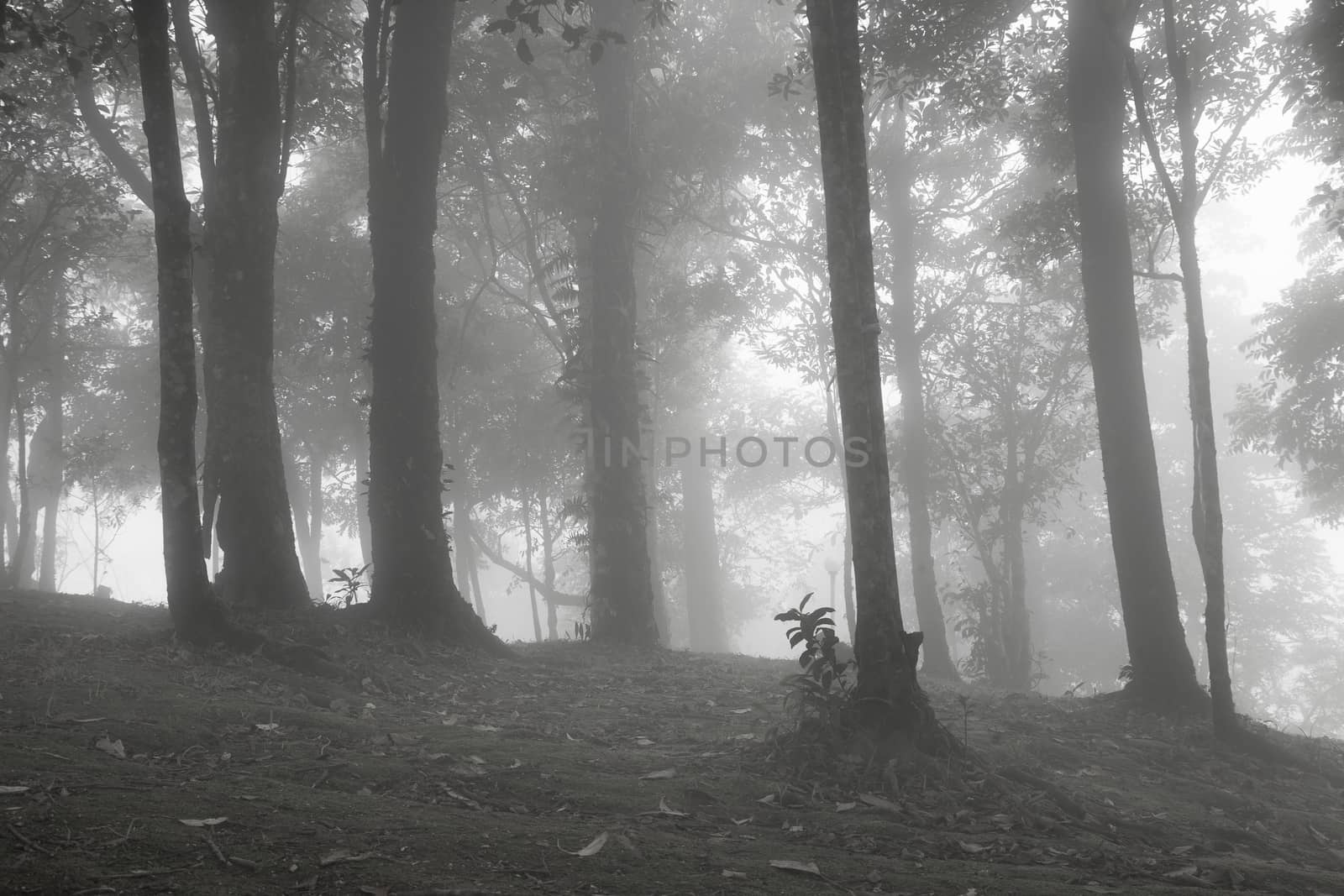 Fog covered trees. The trees on the hill was covered with fog in the morning cold.