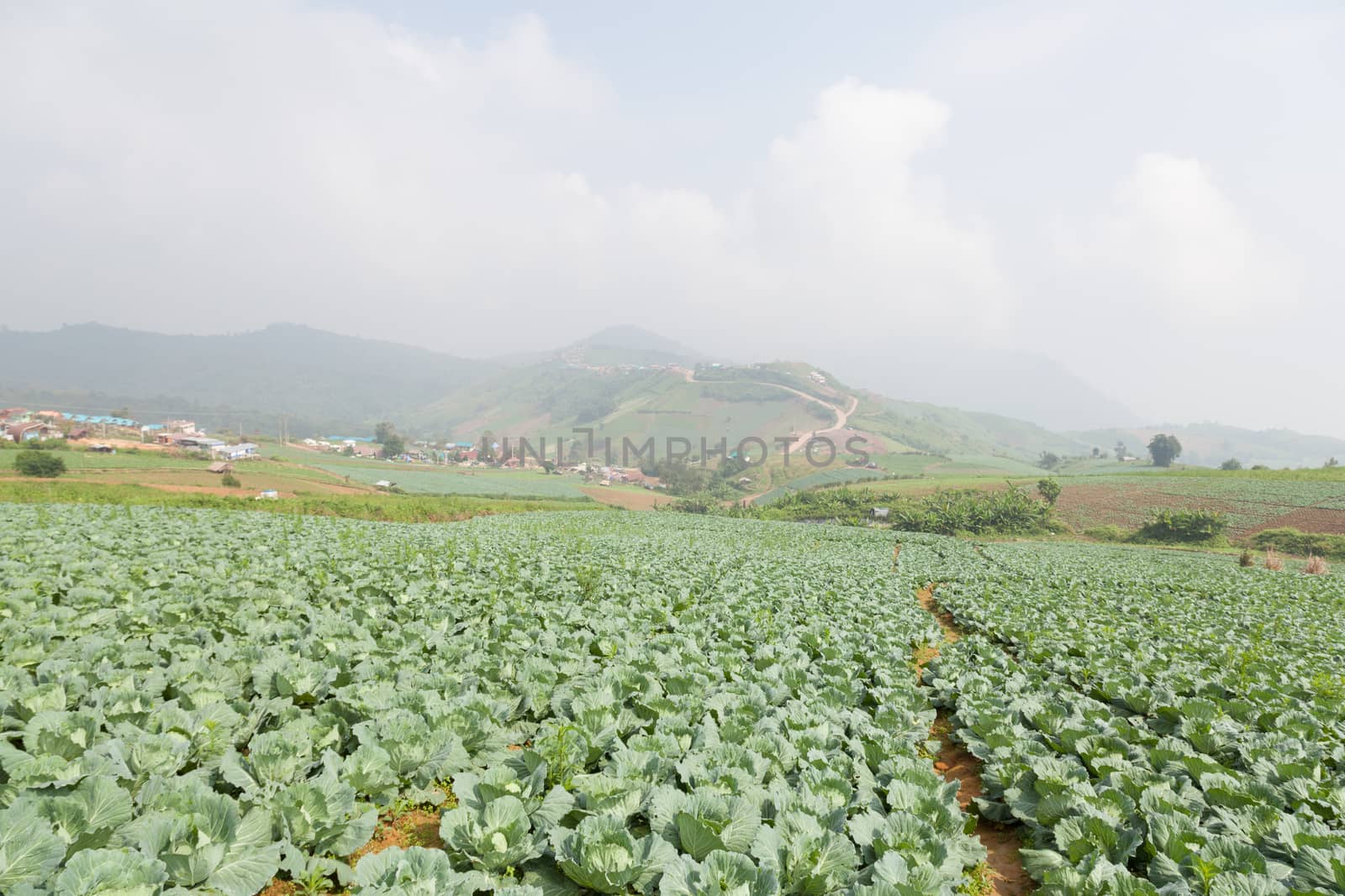 Agriculture cabbage areas planted cabbage big mountain cold.