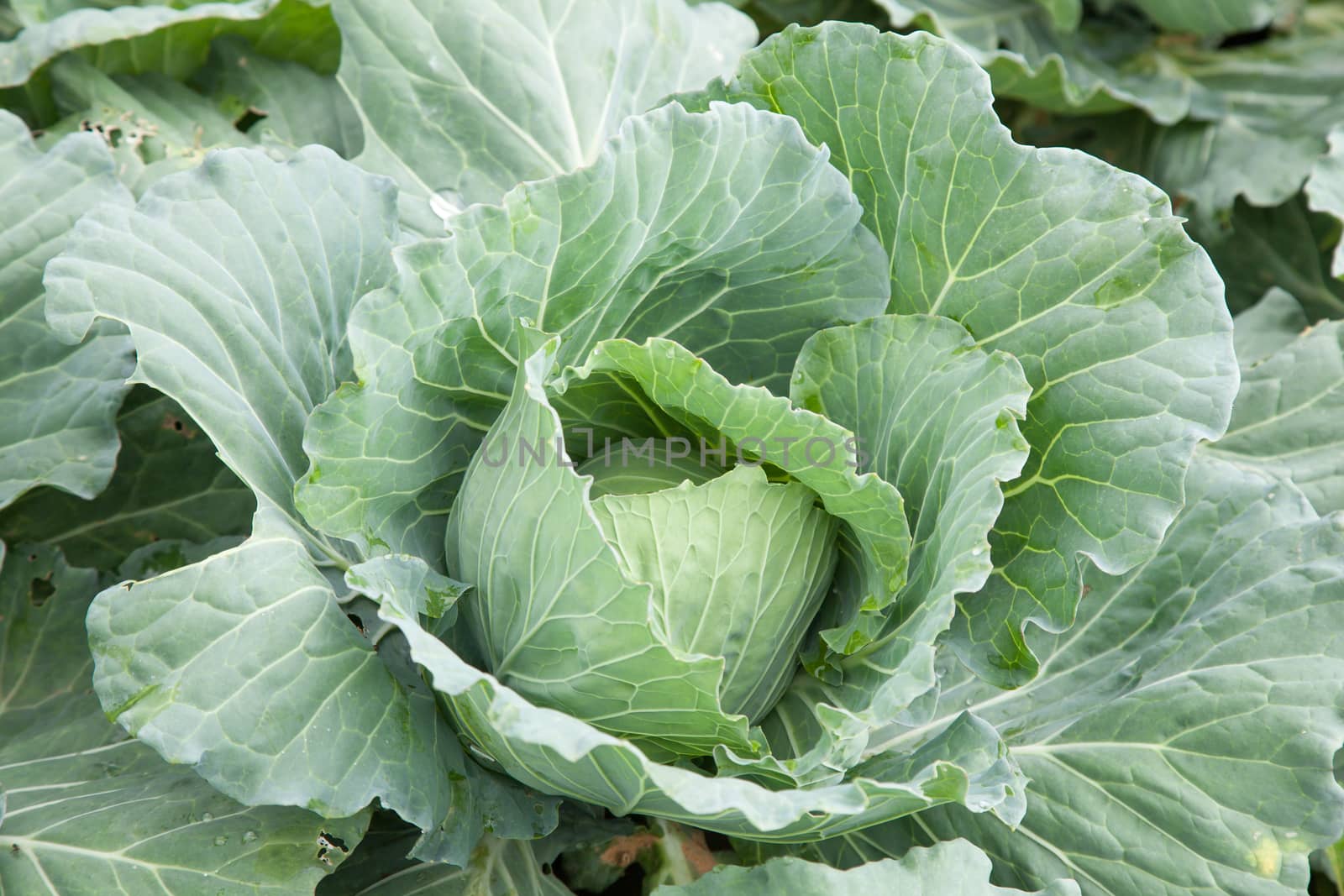 cabbage crop on the mountain cold. Agricultural lands are mainly on the mountain.