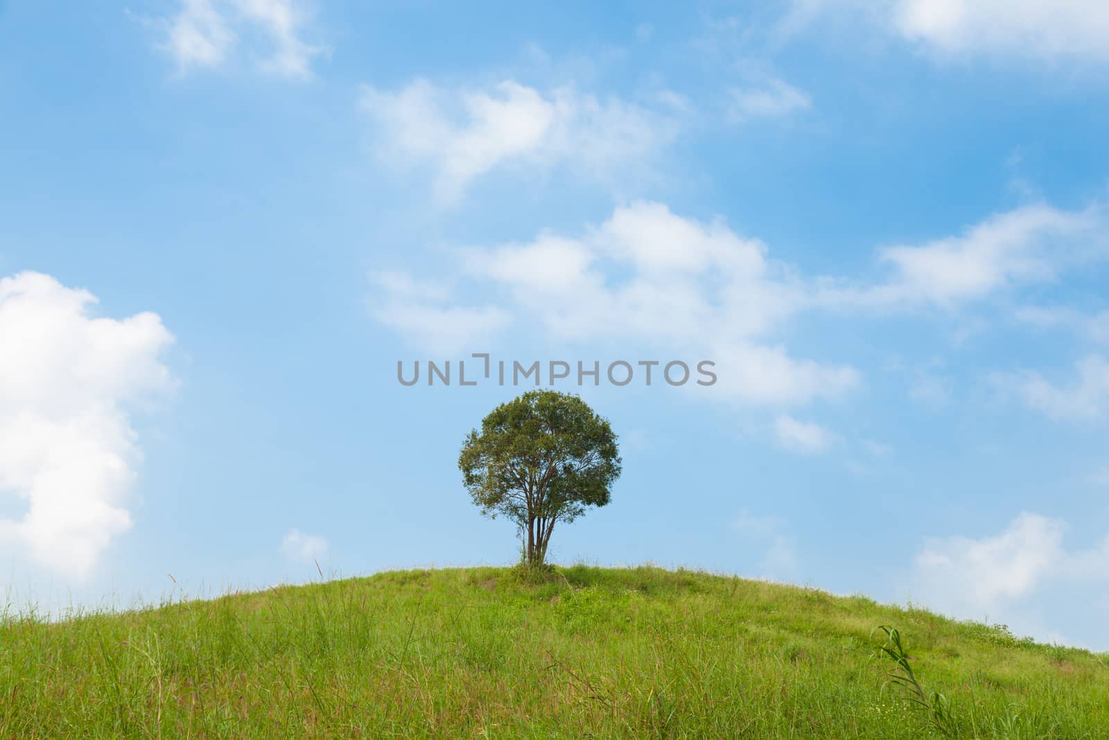 Big tree on a hillside. A large tree in the middle of pastures. Mostly clear skies