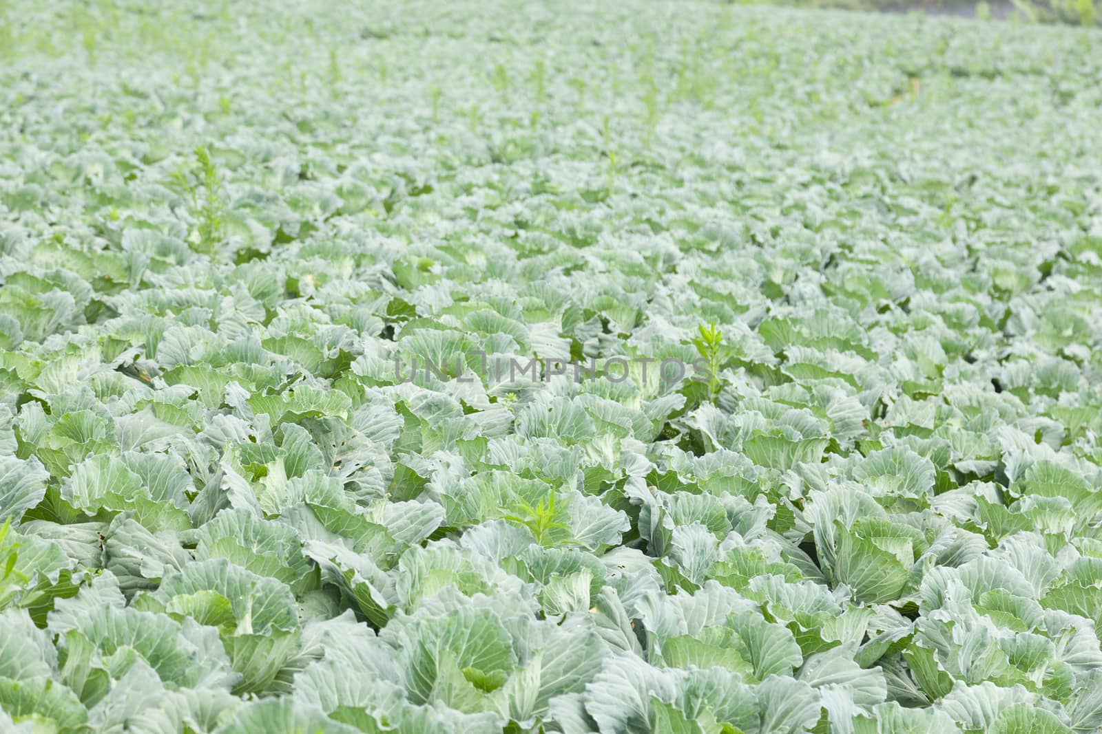 Agriculture cabbage areas planted cabbage big mountain cold.