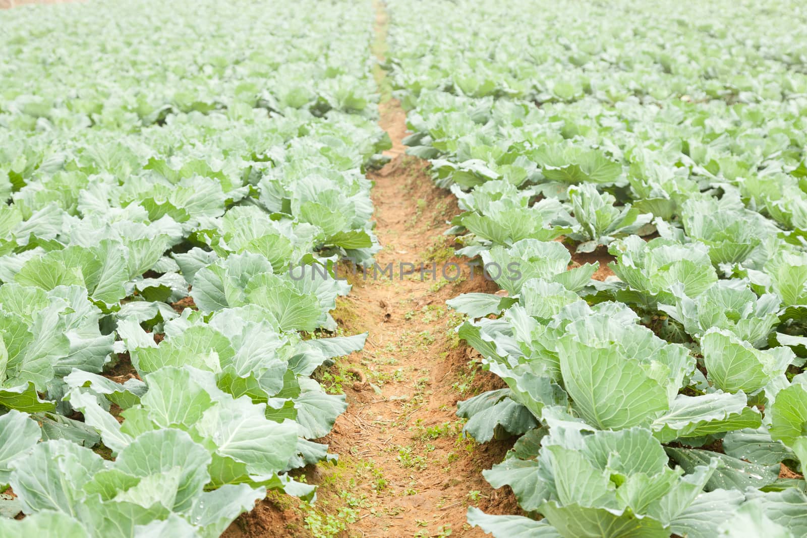Agriculture cabbage areas planted cabbage big mountain cold.