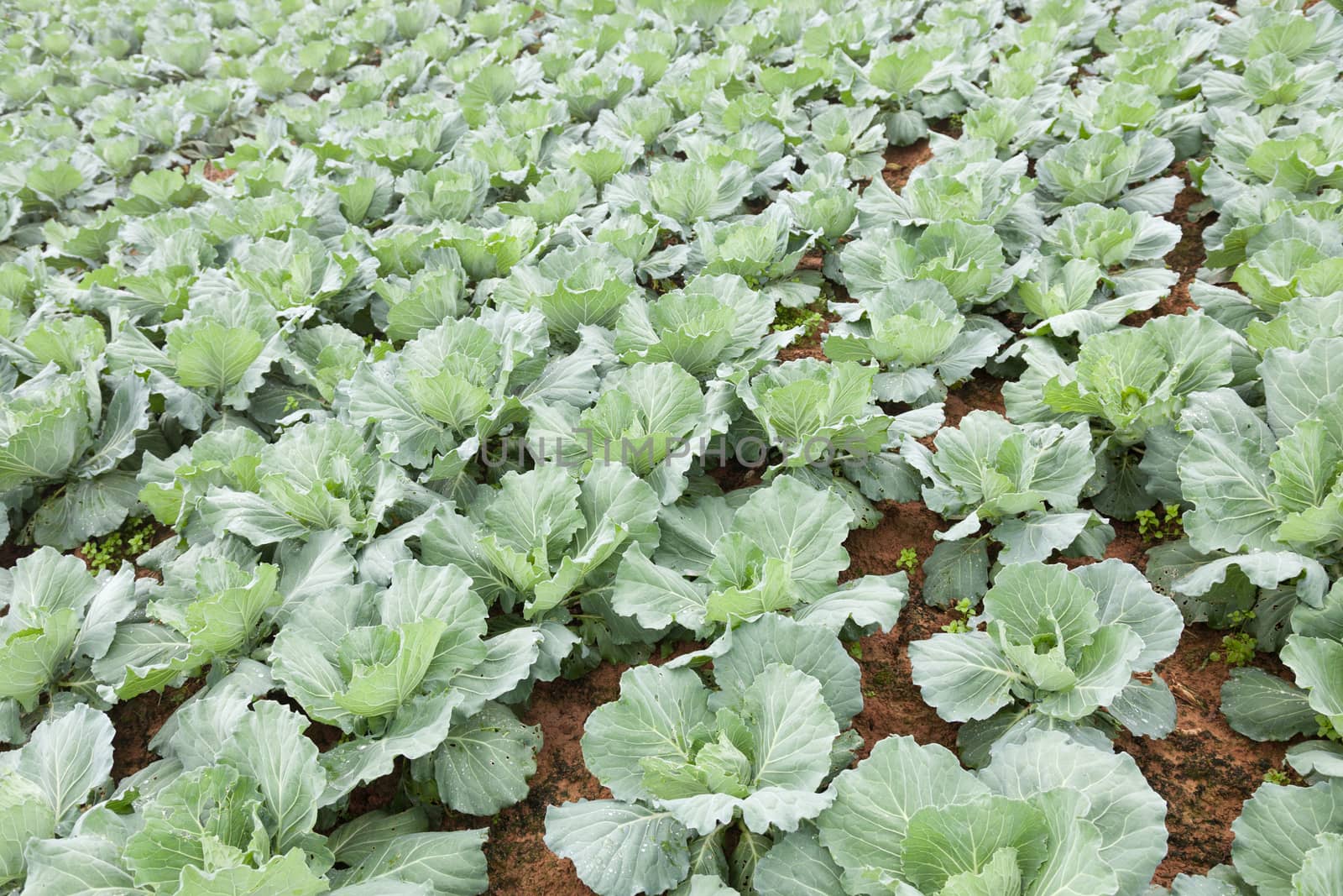 Agriculture cabbage areas planted cabbage big mountain cold.