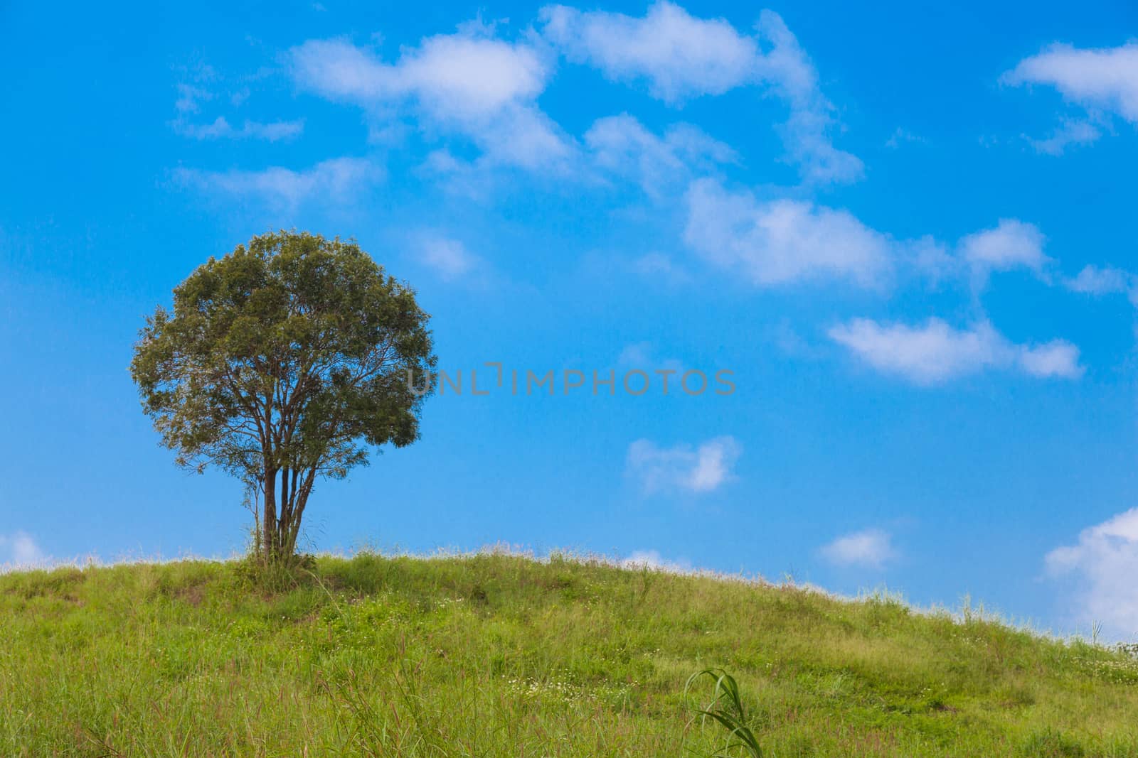 Big tree on a hillside. A large tree in the middle of pastures. Mostly clear skies