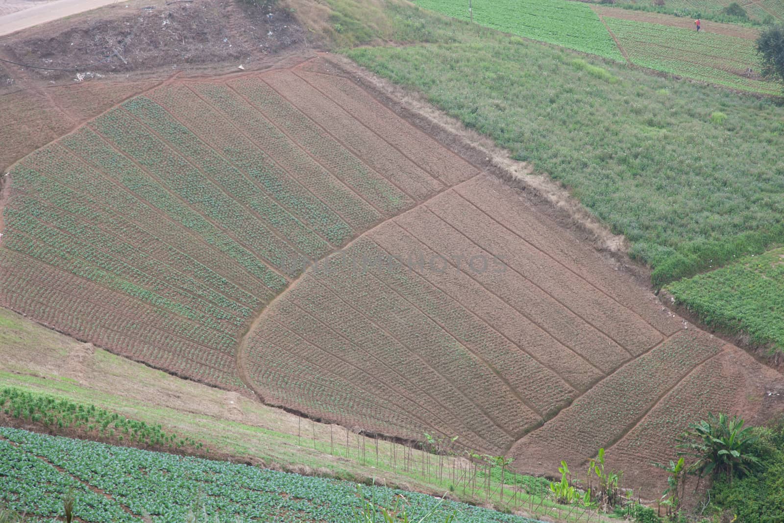 Agricultural lands in the mountains Villagers cultivated crops on the mountain in general.