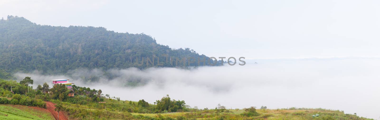 panorama fog-covered forest on the mountain.  by a454