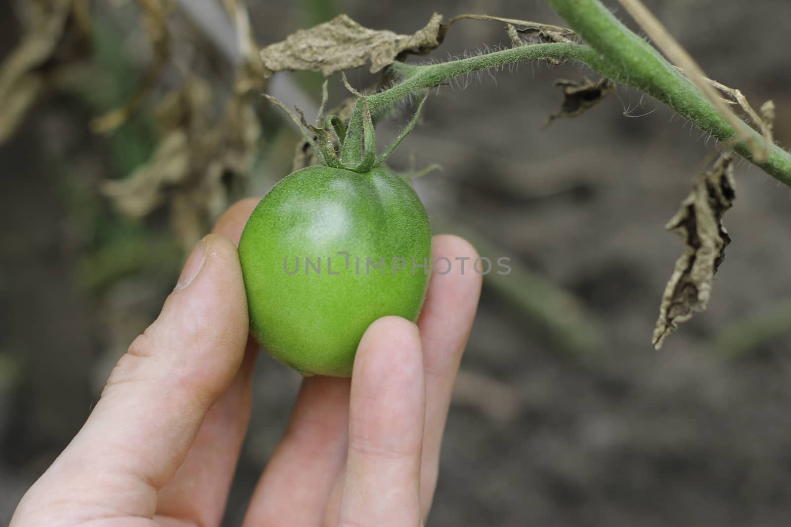 Bush Of Green Tomato In The Garden in man hands