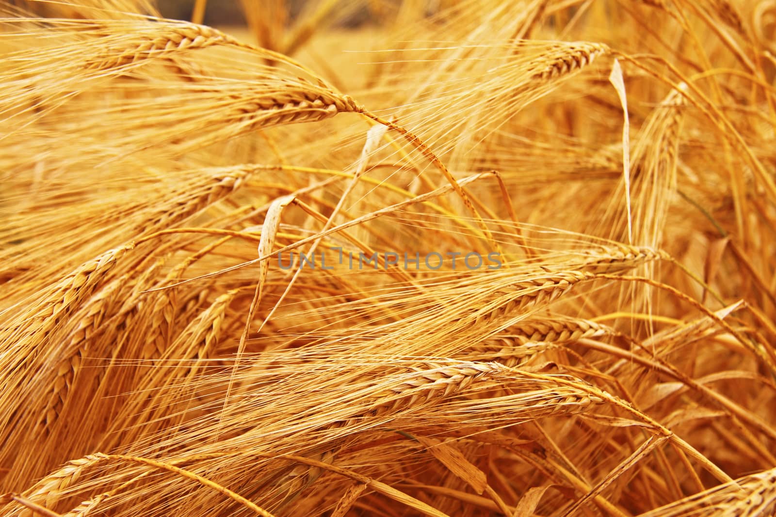 Golden Ears On The Summer Field Before Harvest