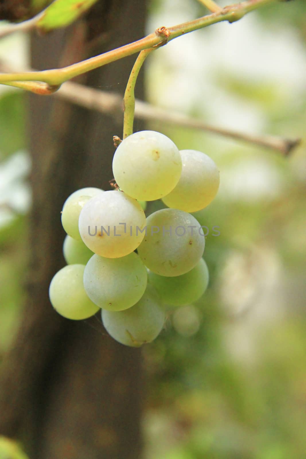 Bunch Of White Grape In The Vineyard