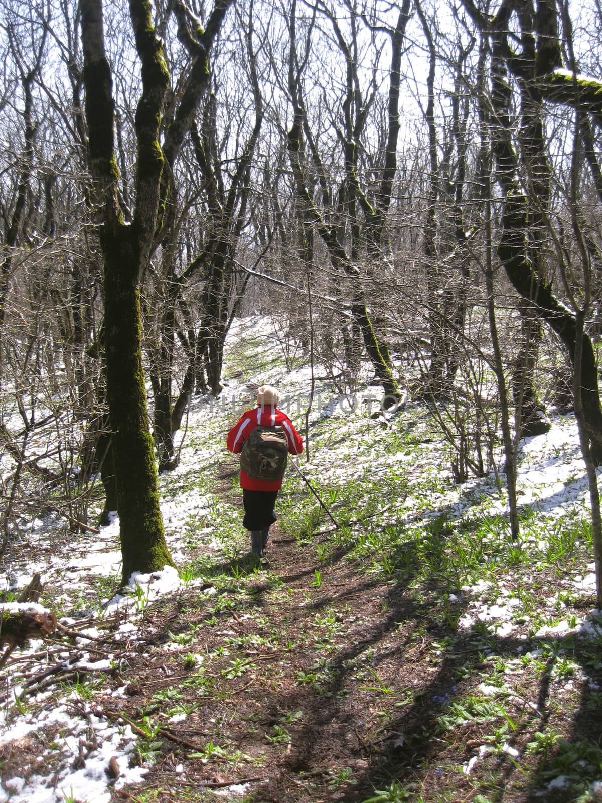 Tourist going for track in spring forest