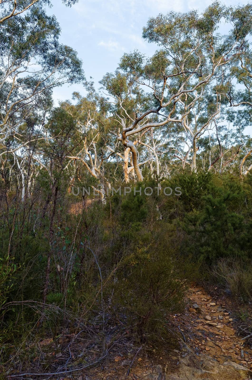 Eucalyptus trees in the Australian bush in the Blue Mountains.