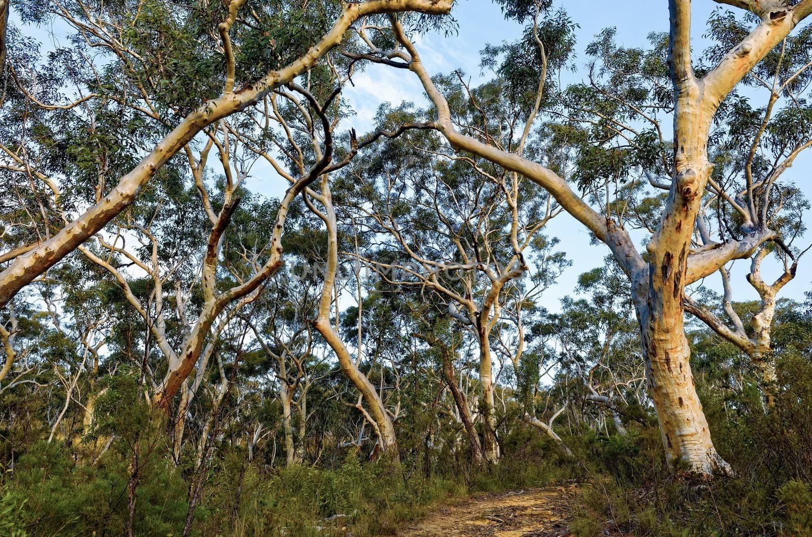 Eucalyptus trees in the Australian bush in the Blue Mountains.