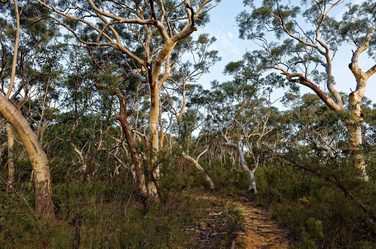 Eucalyptus trees in the Australian bush in the Blue Mountains.