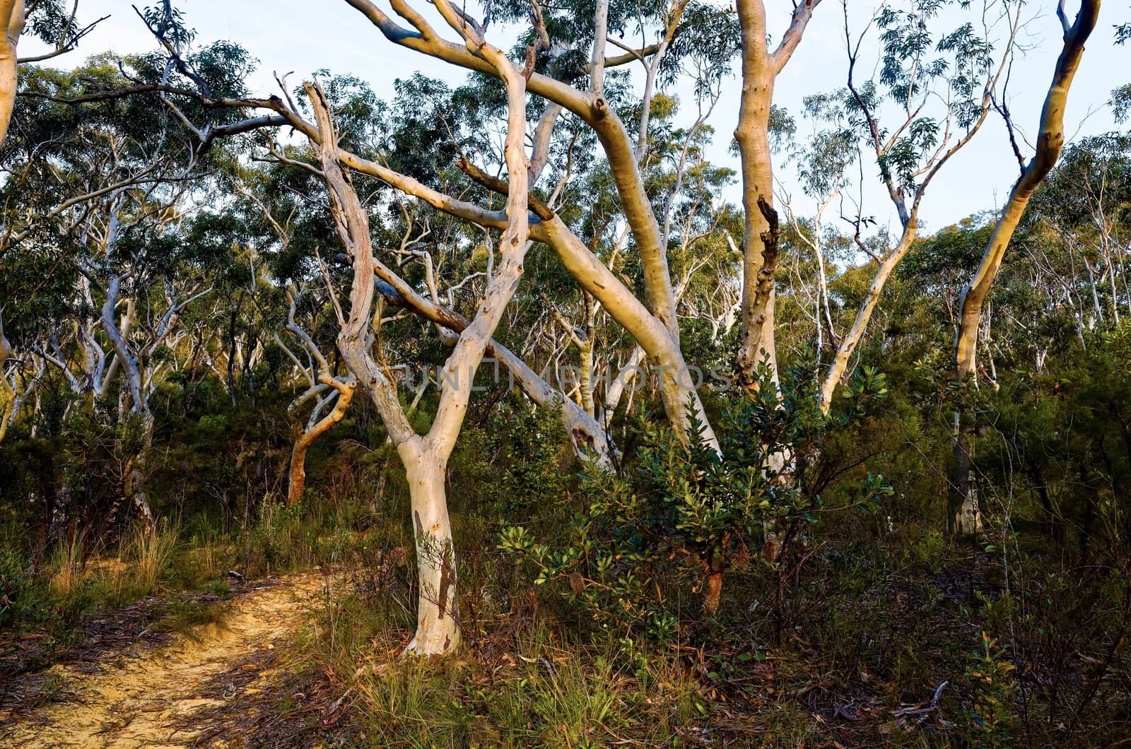 Eucalyptus trees in the Australian bush by jaaske