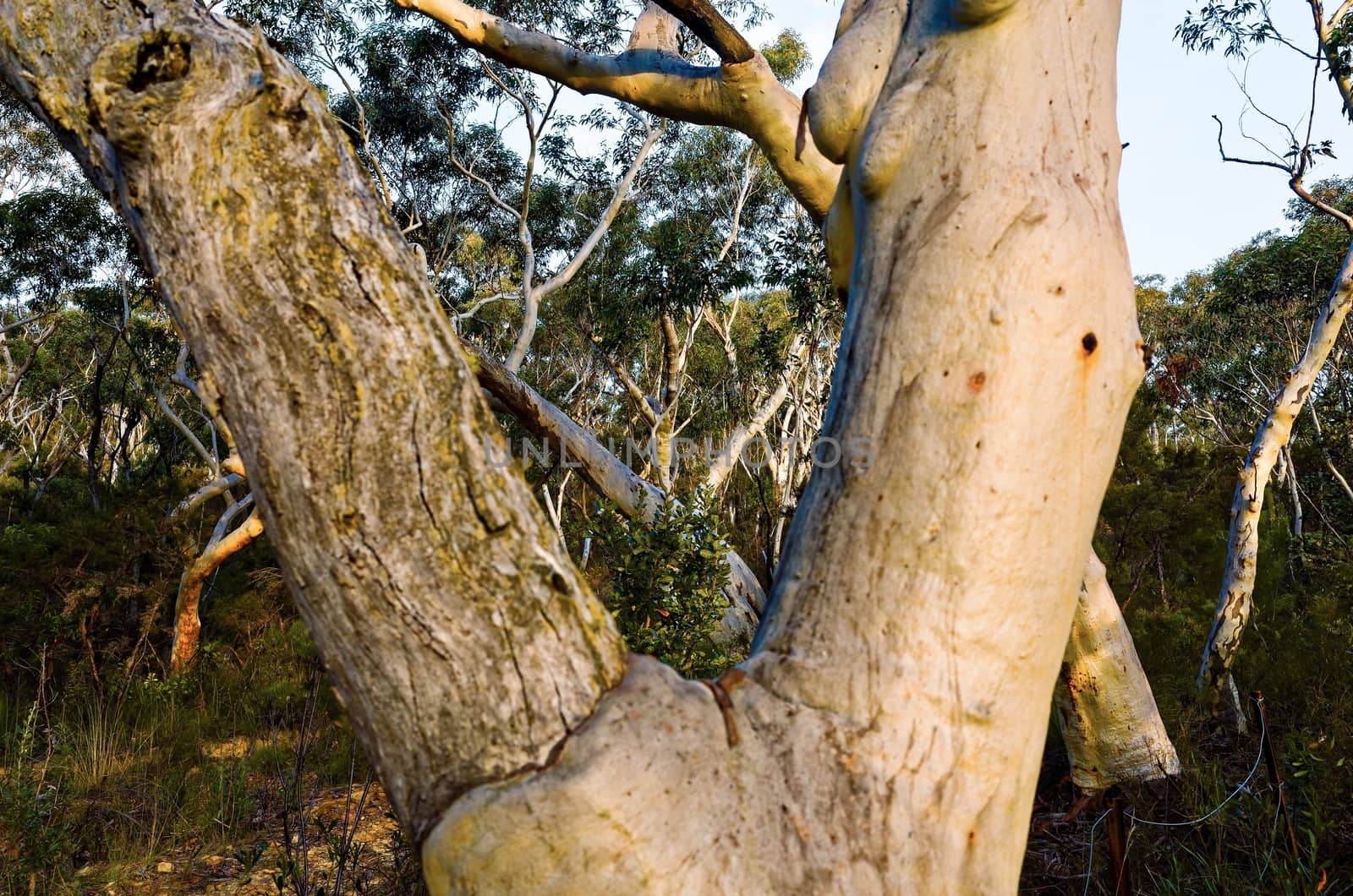 Eucalyptus trees, Blue Mountains, Australia