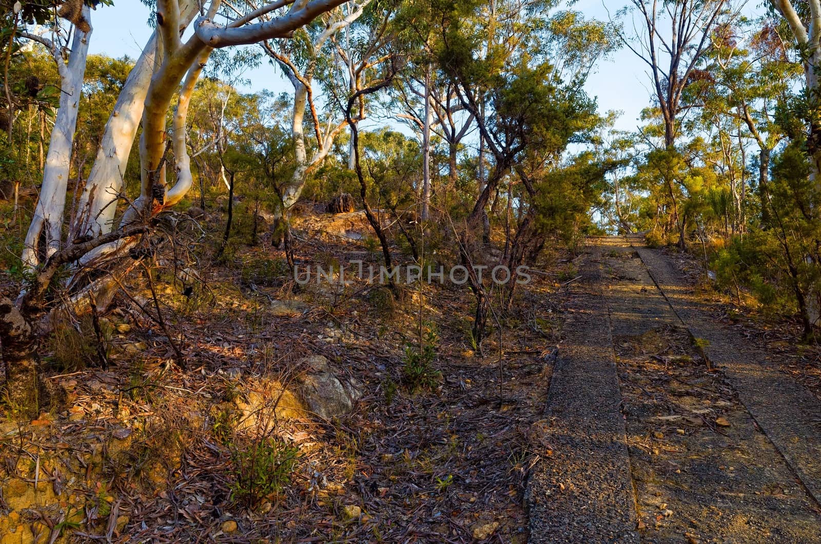 Eucalyptus trees, Blue Mountains, Australia