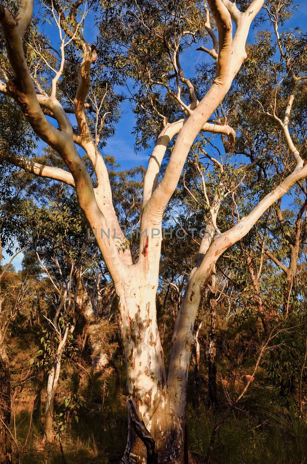 Eucalyptus trees in the Australian bush by jaaske