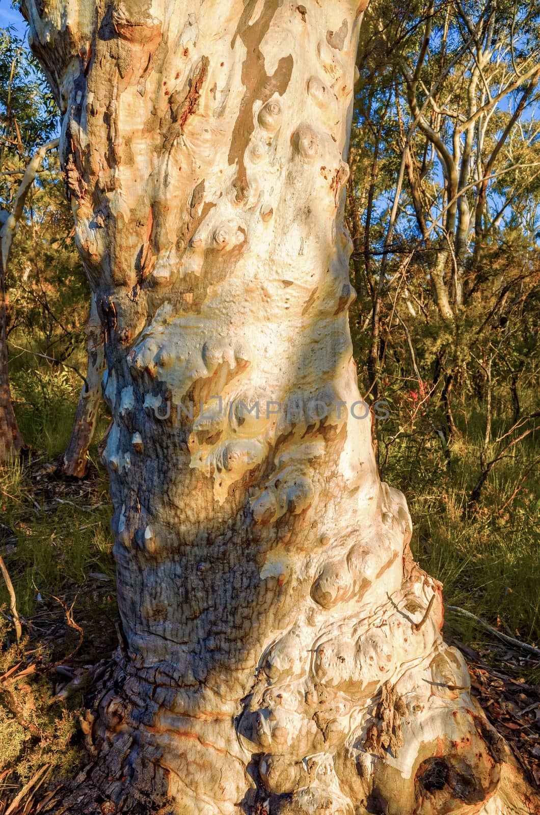 Eucalyptus trees by jaaske