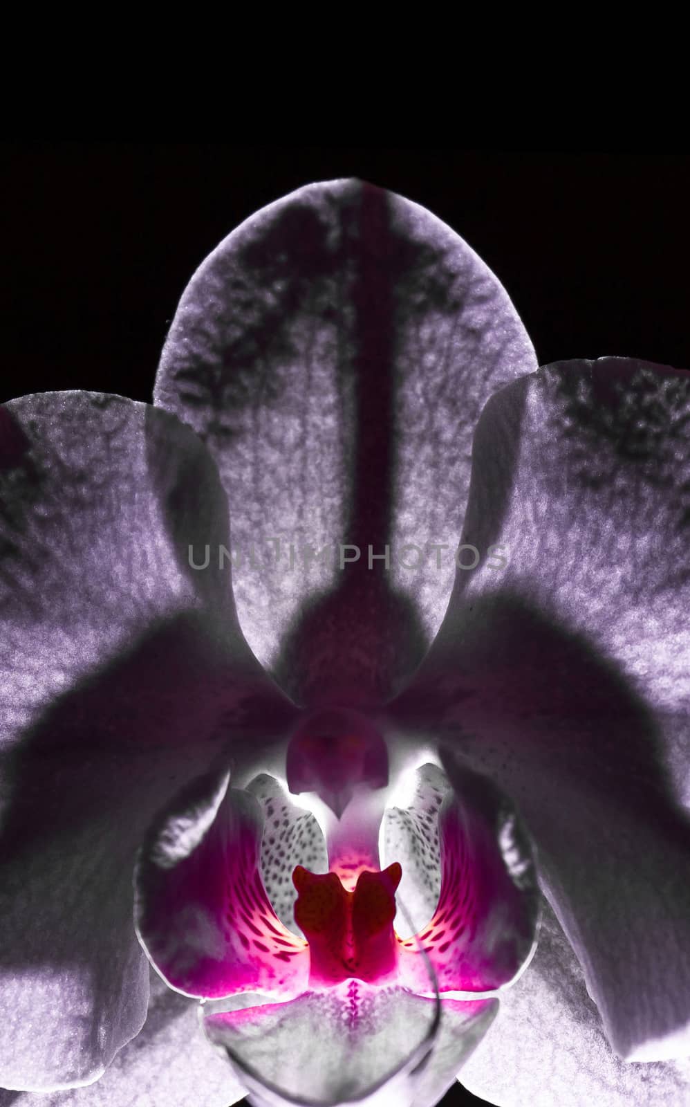 Orchid flower petals unde light view by xbrchx