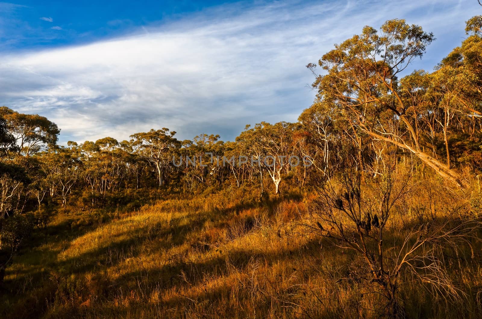 Eucalyptus trees in the Australian bush by jaaske