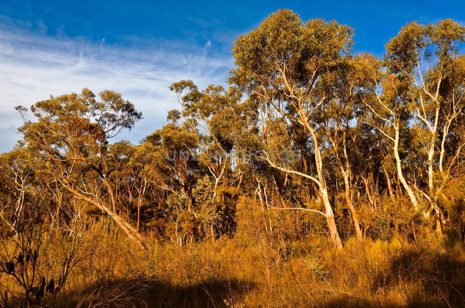 Eucalyptus trees in the Australian bush by jaaske