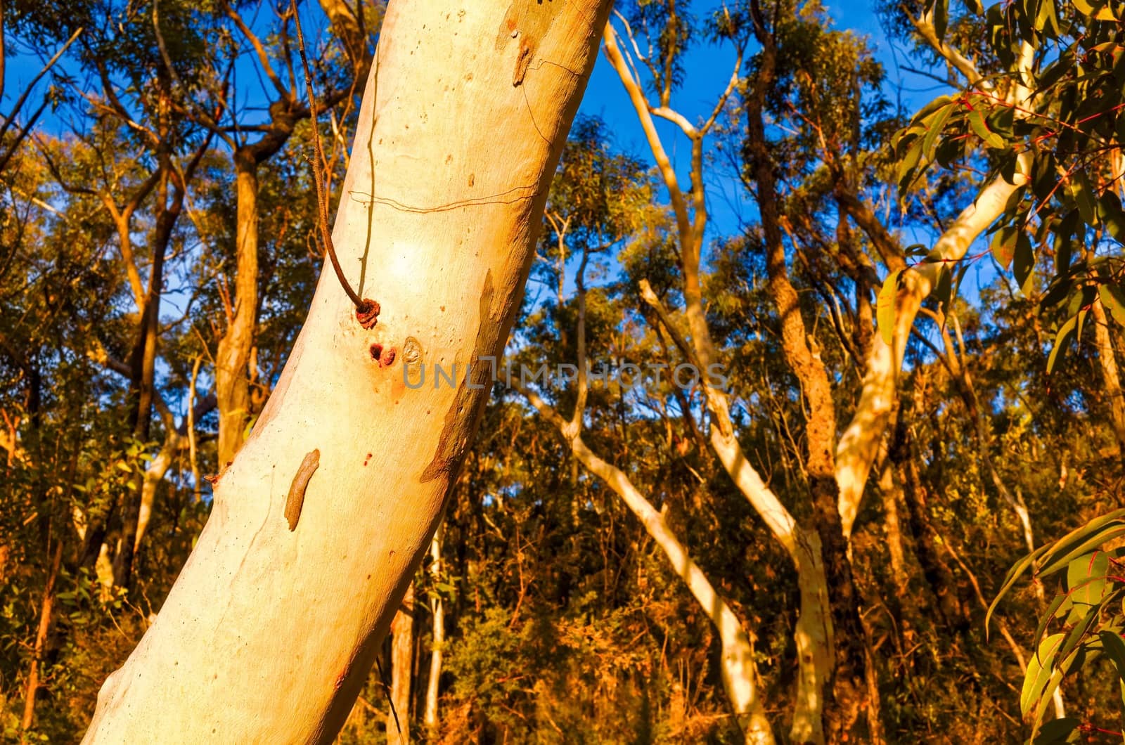 Eucalyptus trees in the Australian bush by jaaske