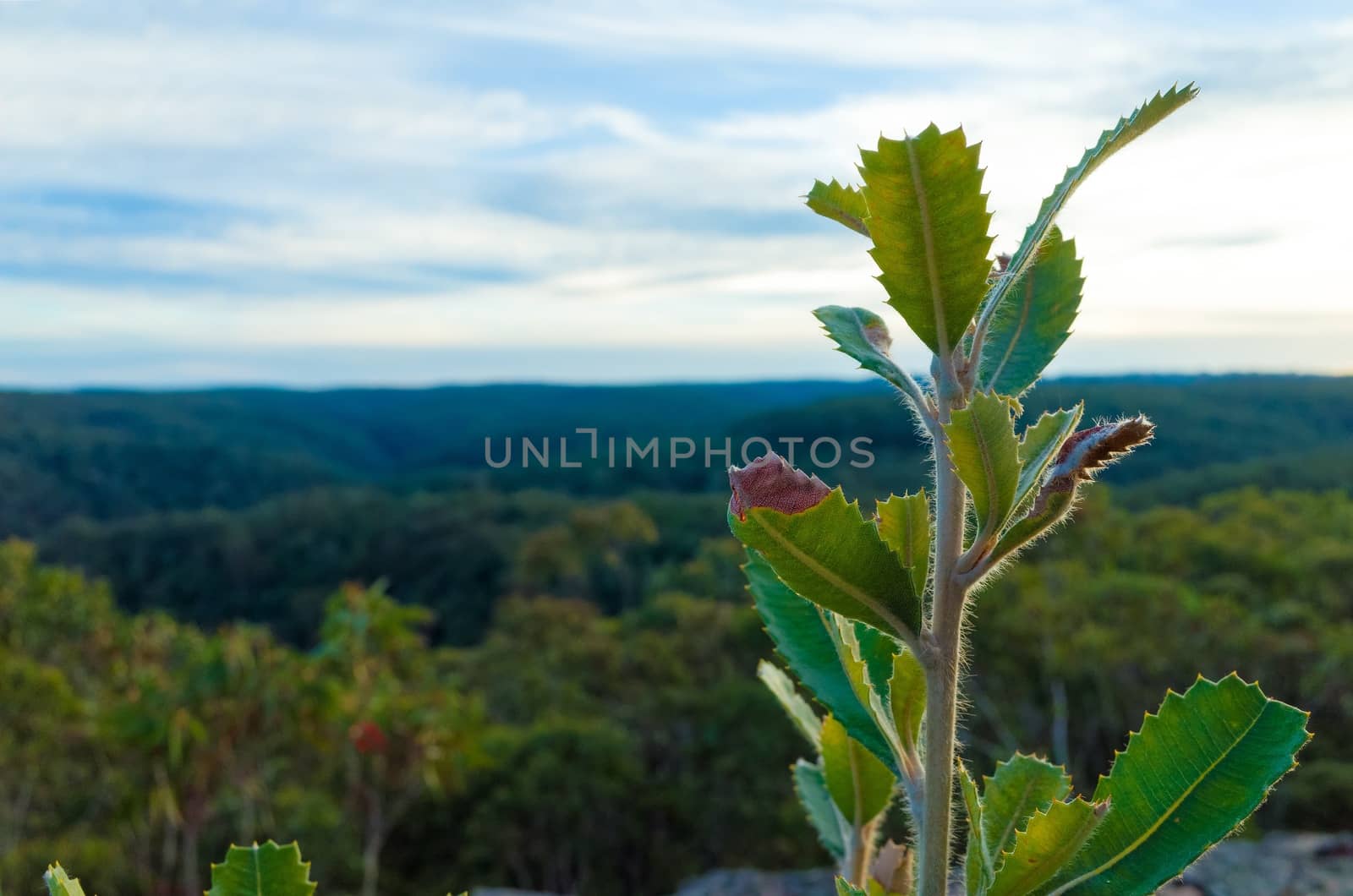 Eucalyptus trees in the Australian bush in the Blue Mountains.