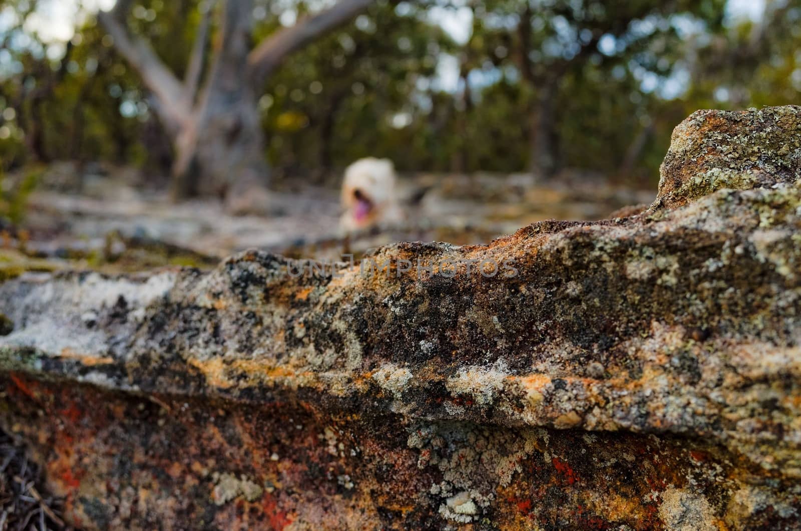 Walking and playing with the dog in the Australian bush.