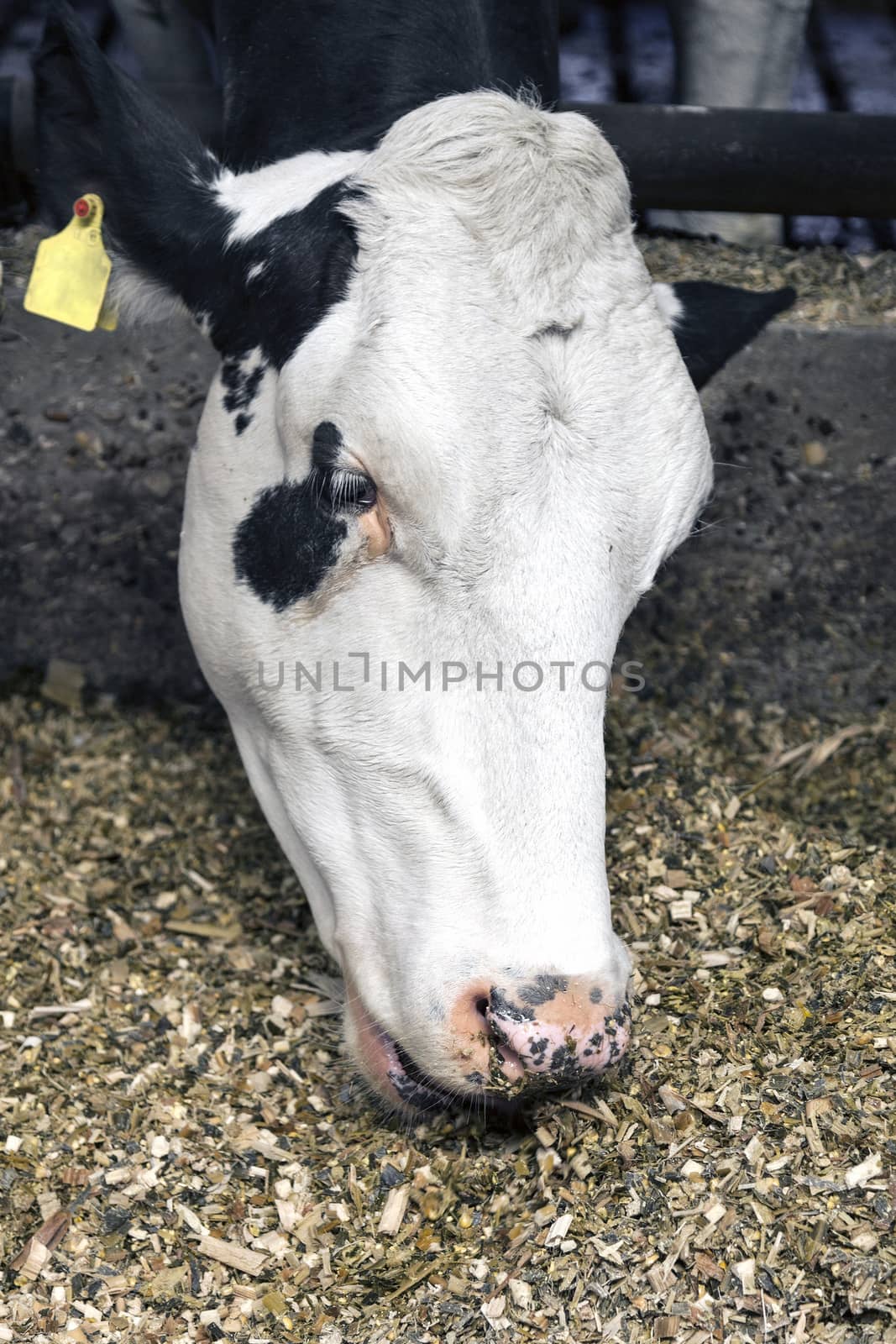 white head of eating cow in stable